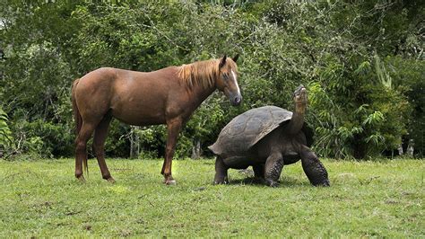 Help The Galapagos Giant Tortoise Galapagos Conservation Trust Funny