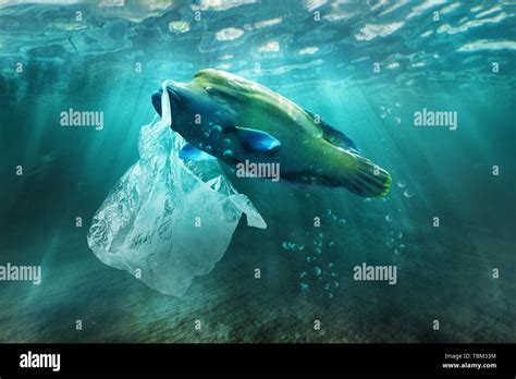 Effects Of Plastic Pollution On Oceans