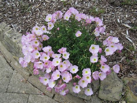 Oenothera Speciosa Mexican Evening Primrose Pink Buttercups Pink