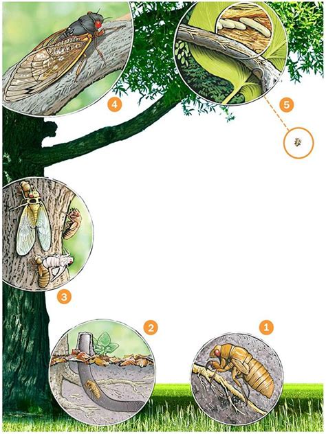 Nehmen sie sich zeit für ihr lieblingsbuch. 17-year cicada life cycle, illustration by Patterson Clark ...