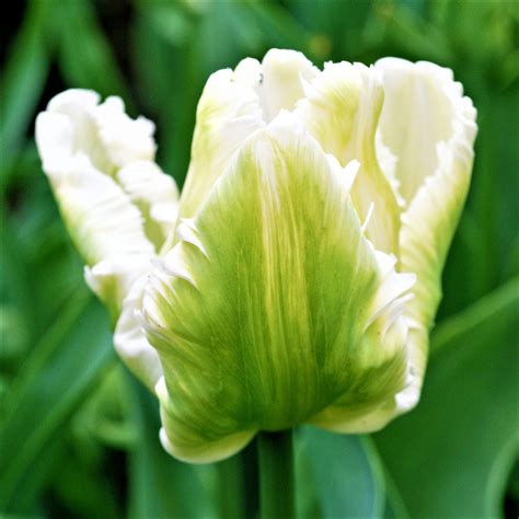 Stunning White And Green Tulip Bulbs For Sale White Parrot Easy To