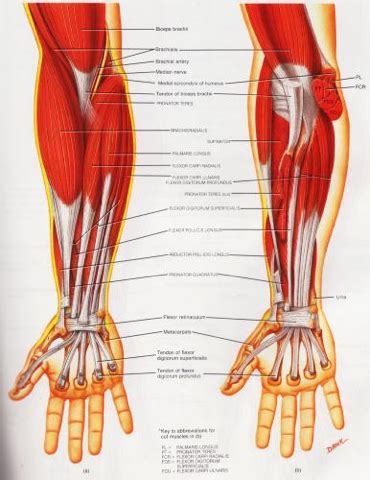 A tendon is the fibrous tissue that attaches muscle to bone in the human body. Medial Collateral Ligament Articles - House Call, MD