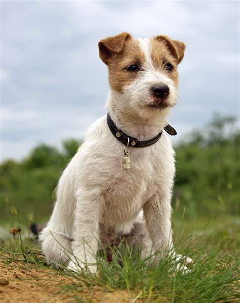 Top 20 Cutest Dog Breeds Around The World With Images
