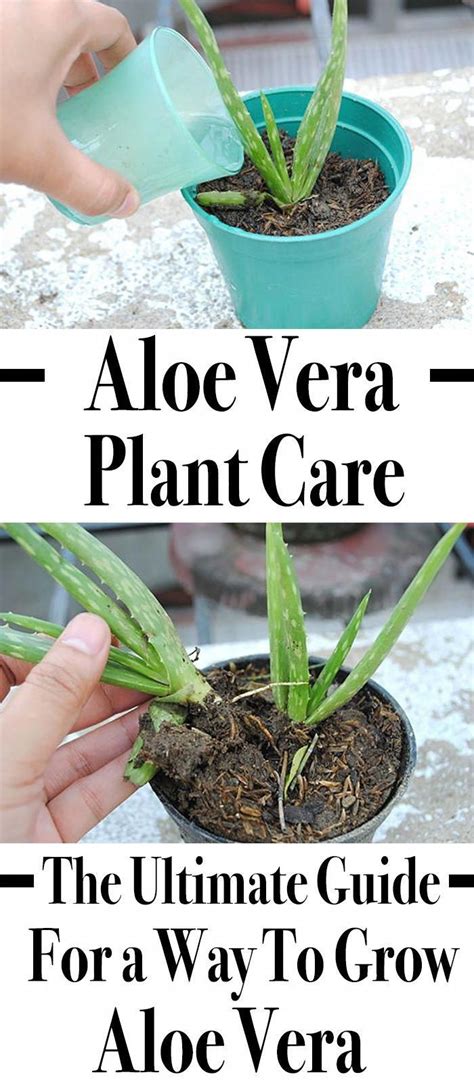 Aloe Vera Plant Care The Ultimate Guide For A Way To Grow Aloe Vera Aloe Plant Growing Aloe