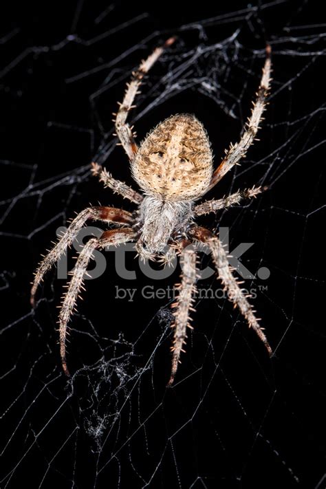Brown Garden Spider Close Up Stock Photo Royalty Free Freeimages