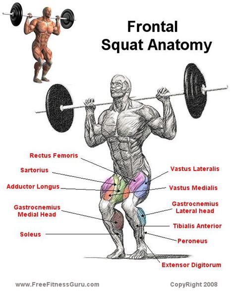 Pin By Shawn Rodgers On Sport Health Squat Workout Anatomy