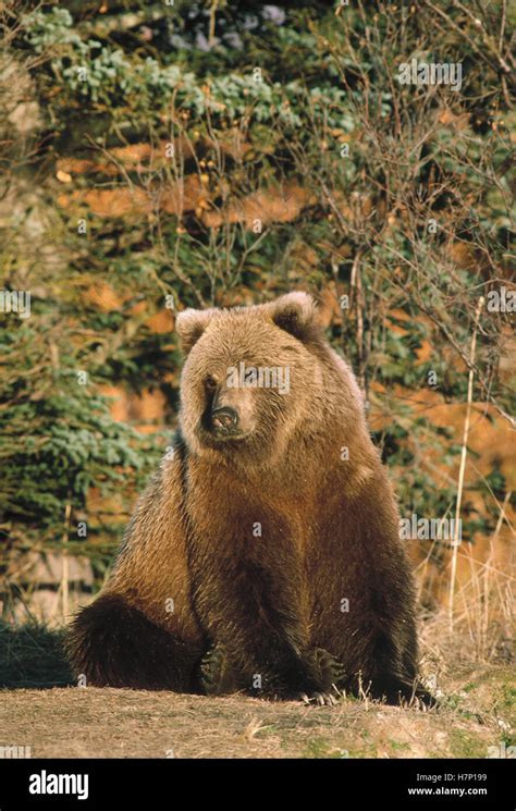 Grizzly Bear Ursus Arctos Horribilis Sitting Alaska Stock Photo Alamy