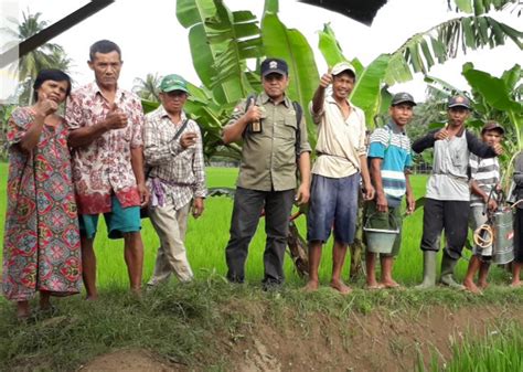 Pengaturan air pada tanaman padi sawah. Blas Serang Tanaman Padi di Cimanggu dan Karangpucung ...