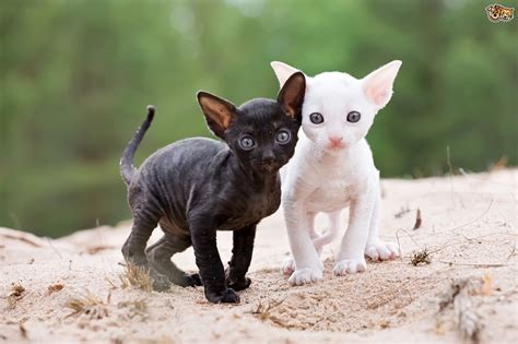 Cornish Rex Cat Everything To Know Holidogtimes
