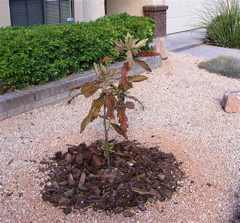 Xtremehorticulture Of The Desert Loquat Turning Brown In Rock Mulch