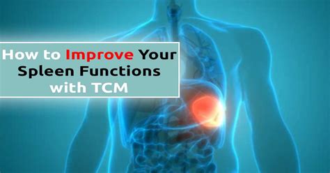 How To Improve Your Spleen Functions With Tcm