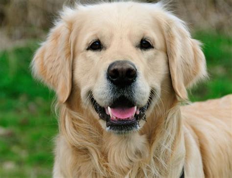 Golden Retriever Dog Breeds ~ Popular Dog Breeds