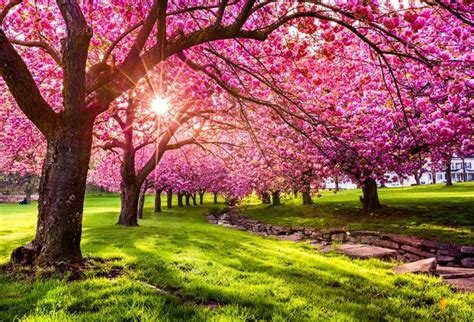 Laeacco Spring Tree Pink Blossom Flower Grassland Sunshine