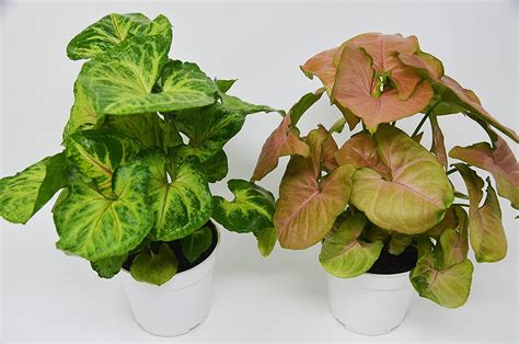 Houseplants 4 Different Syngonium Plants Arrowhead Plants 4 Pot Home