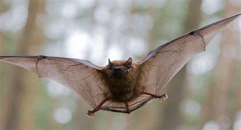 What You Should Do If You See Brown Bats About Your Worcester Property