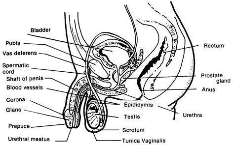 Male Reproductive System Diagram Labeled Pictures Reproductive System Male Diagram Bodewasude
