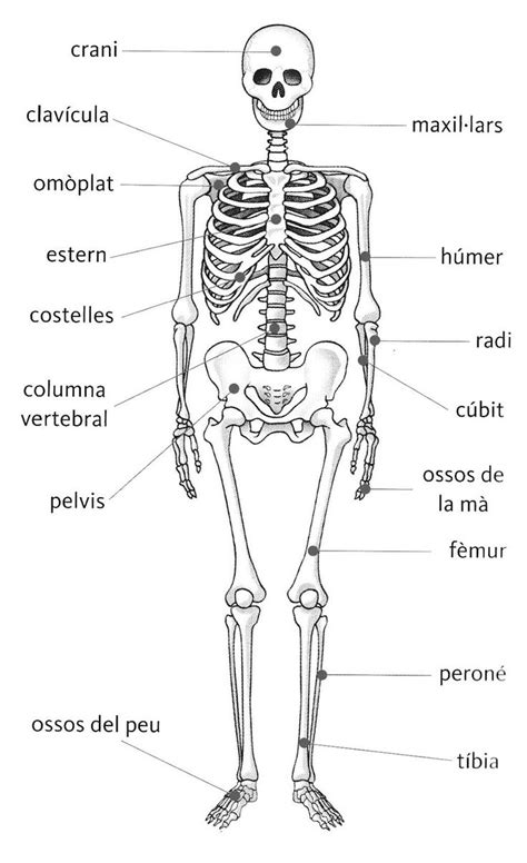 Esquelet Amb Noms Esqueleto Humano Para Niños Huesos Del Cuerpo