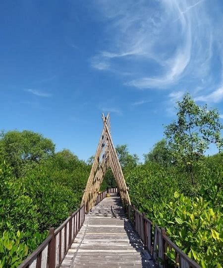 Wisata Mangrove Wonorejo Keindahan Alam Di Tengah Kota Surabaya