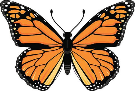 Best Monarch Butterfly Illustrations Royalty Free Vector Graphics