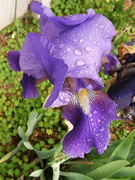 We did not find results for: Eye Candy for the Famished: Purple Iris after the Rain