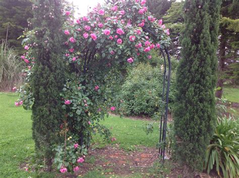 Pinkie Climbing Rose Climbing Roses Country Gardening Plants