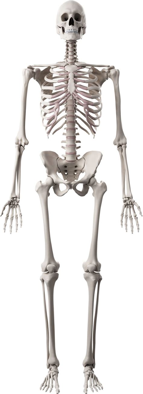 Human Skeleton With Bones Your Health