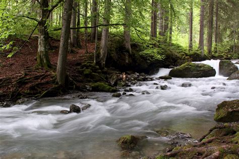 Best Desktop Wallpaper Of Forest Picture Of River Stream Imagebankbiz