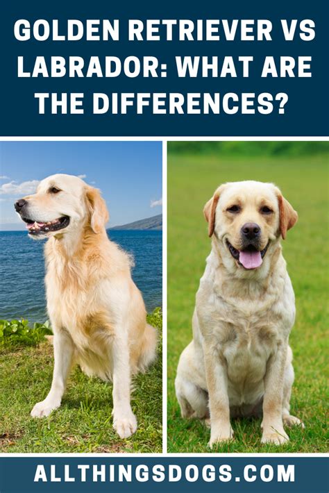 Golden Retriever Vs Labrador 10 Differences You Should Know Artofit