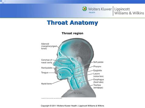 Throat Anatomy Front View