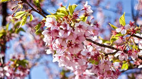 Cherry blossoms are the blooms or flowers of the ornamental cherry tree. Cherry blossom viewing in and around Tokyo - Destination Japan