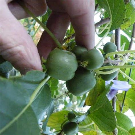 Hardy kiwi vine 'issai', bower actinidia 'issai', hardy kiwi 'issai', tara vine 'issai', yang tao 'issai'. Issai - Hartmann's Plant Company | Wholesale Store