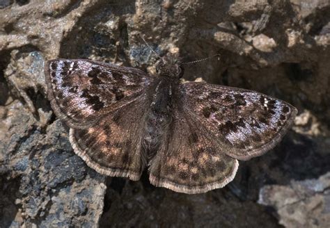 Mottled Duskywing Alabama Butterfly Atlas