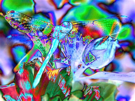Abstract Dragonfly Digital Art By Belinda Cox