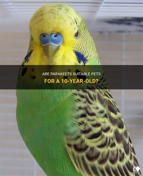 Are Parakeets Suitable Pets For A 10 Year Old Petshun