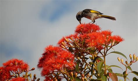 Biodiversity Hotspot In Wa Explained Australian Geographic