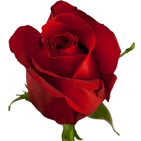 Free Delivery Premium Sexy Red Red Roses Flowers Near Me