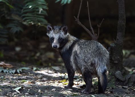 Newly Available Covid 19 Origins Data Could Point To Raccoon Dogs In