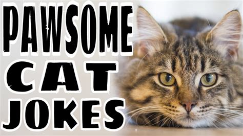 Pawsome Cat Jokes Purr Fectly Hilarious Jokes Funny Jokes To