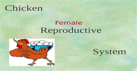 Chicken Reproductive System Female Chicken Reproductive System Pptx Powerpoint