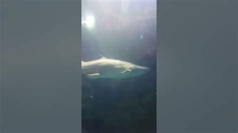 Shark Tunnel Adventure Aquarium Camden New Jersey 2017 Youtube