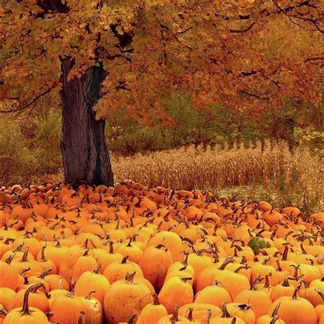 Pin By Meredith Seidl On Pumpkin Time Autumn Scenery Landscape