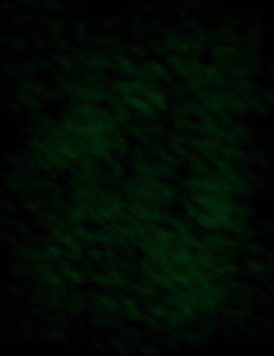 50 Dark Green Background Wallpaper On Wallpapersafari