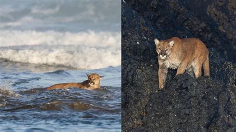Cougar Departs From Haystack Rock At Cannon Beach