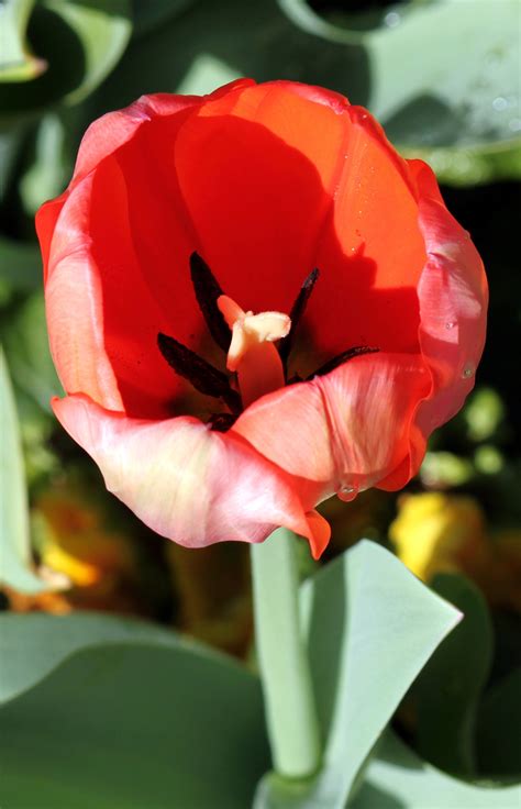 Red Tulip Free Stock Photo Public Domain Pictures