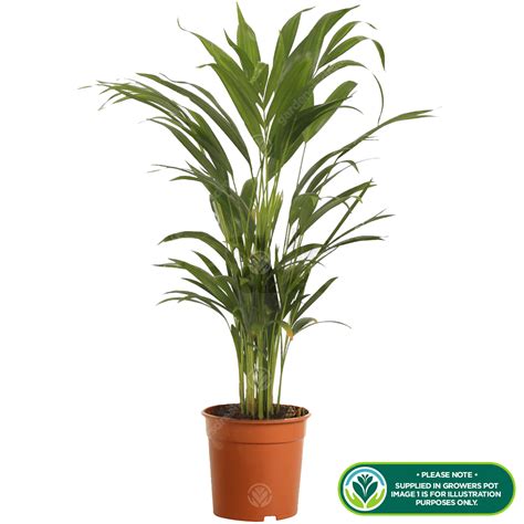Golden palm growers berhad ile bağlantı kurmak için şimdi facebook'a katıl. Golden Cane Butterfly Palm - Potted Ornamental Plant For ...