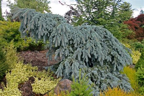 Picea Pungens The Blues Weeping Blue Spruce Garden Center Marketing