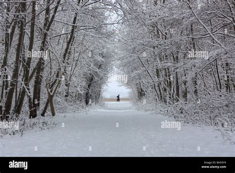 Snow Forrest Winter Scenery Stock Photo Alamy
