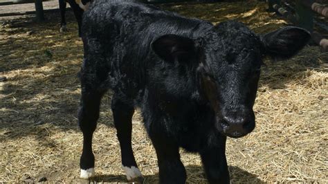 Meet Cosmo A Bull Calf Designed To Produce 75 Male Offspring Uc Davis