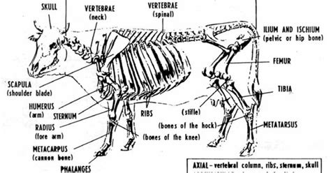 Bovine Anatomy - Skeletal | FFA | Pinterest | Anatomy