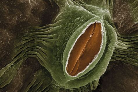 Social life in the insect world by j. Stomata - Definition and Function